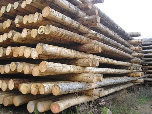 Tablas de madera rustica